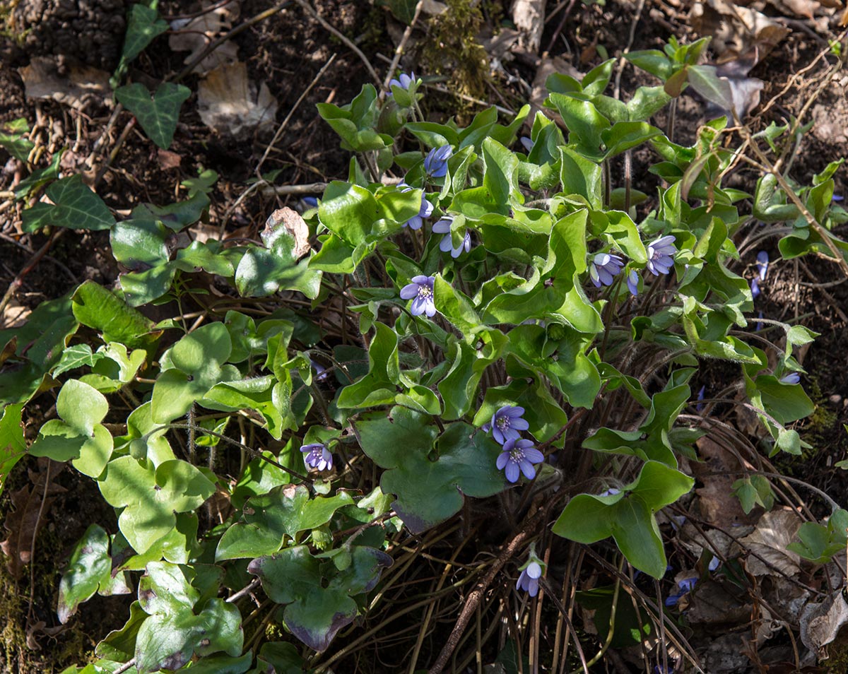 mit frischen Bl&auml;ttern